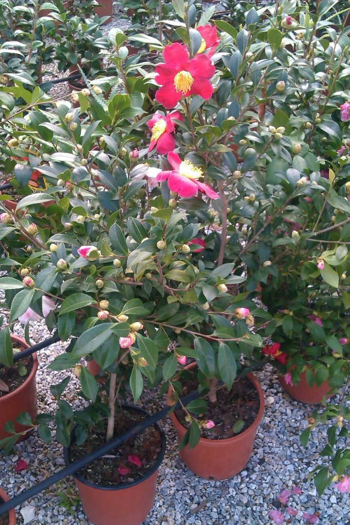 Camelia Sasanqua In Vaso 22 PianteMediterranee