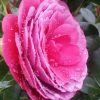camelia camellia rosa fucsia fiore japonica