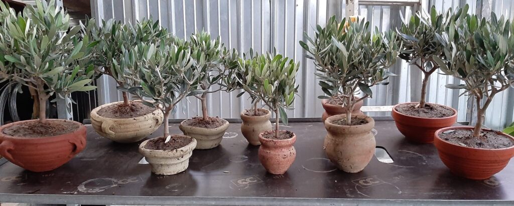 vasi anfore anfora terracotta coccio bonsai prebonsai olea ulivo europaea ogliastro olive ulivi ciotola terra d'africa